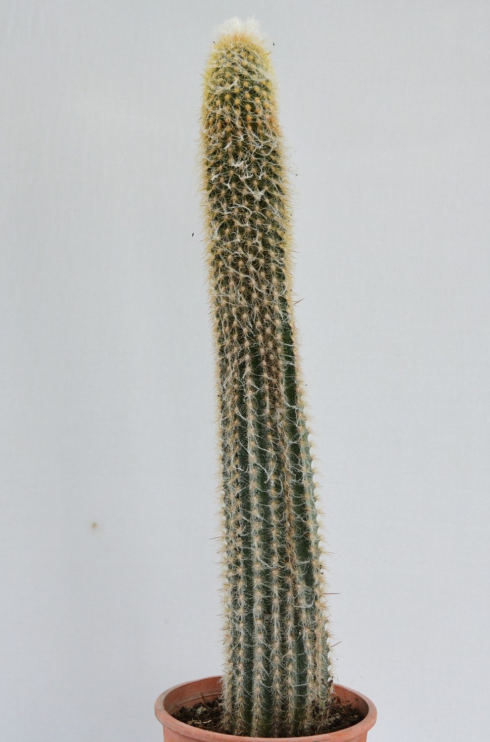 Espostoa melanostele whole plant