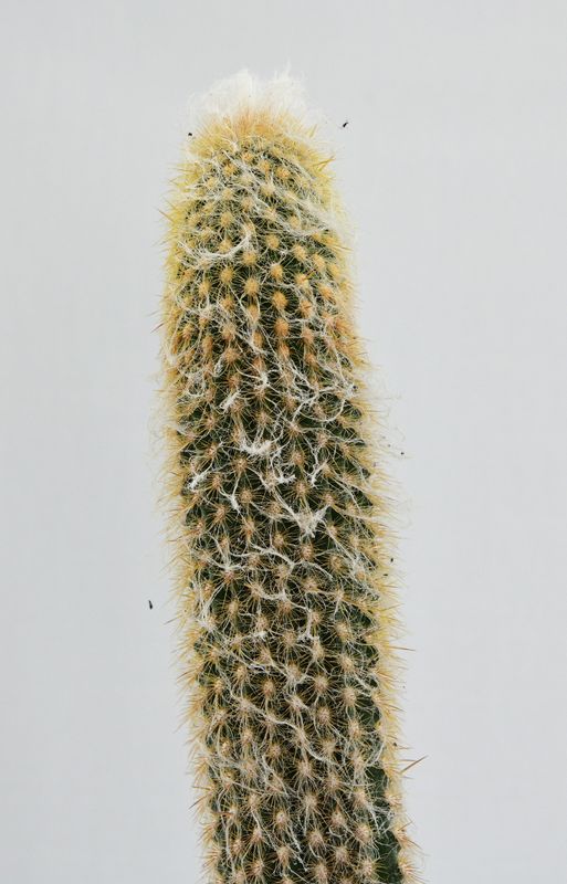 Espostoa melanostele close-up of hairy crown