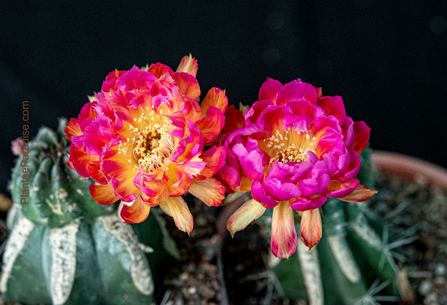 Lobivia hybrid Phoenix in bloom with vibrant pink and orange flowers