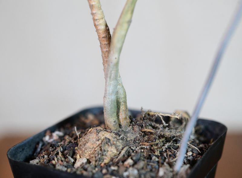 Peniocereus macculatus