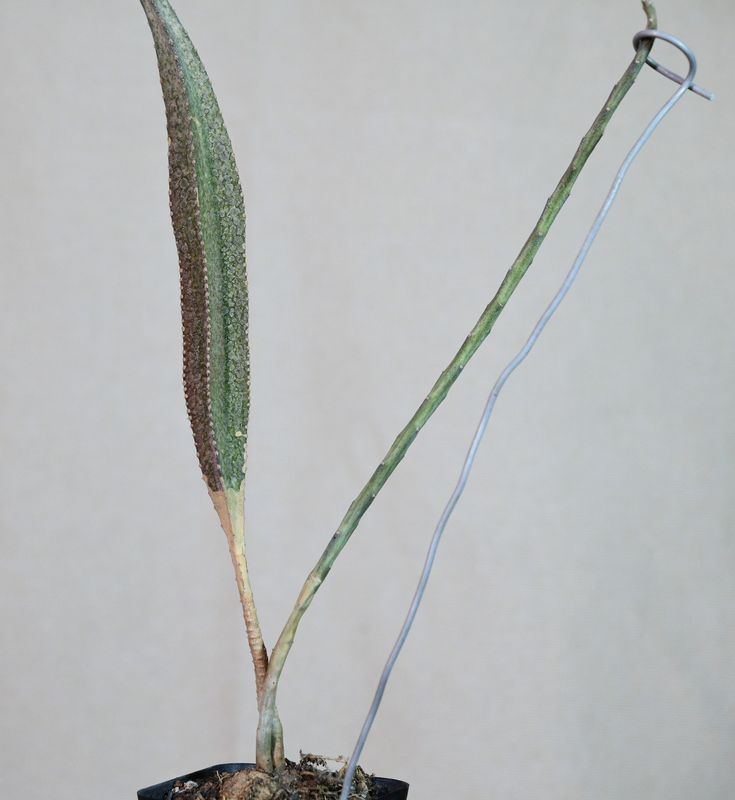 Peniocereus macculatus