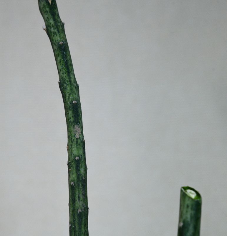 Peniocereus macculatus thin green stem detail