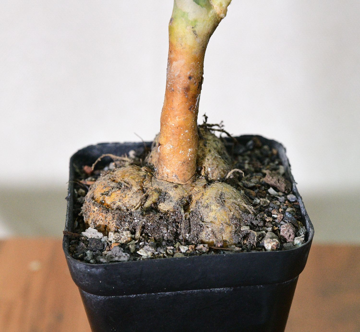 Peniocereus macculatus Peniocereus macculatus in black pot with visible root structure