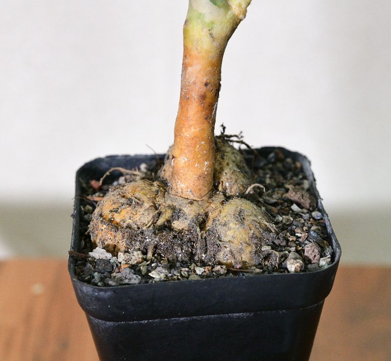 Peniocereus macculatus in black pot with visible root structure