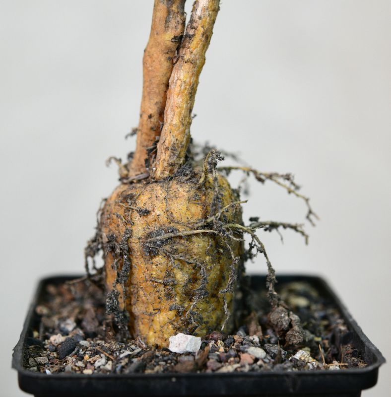 Peniocereus macculatus with moss-covered rootstock and lichen growth
