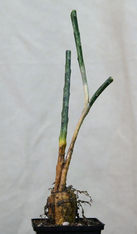 Peniocereus macculatus showing three upright green stems from base