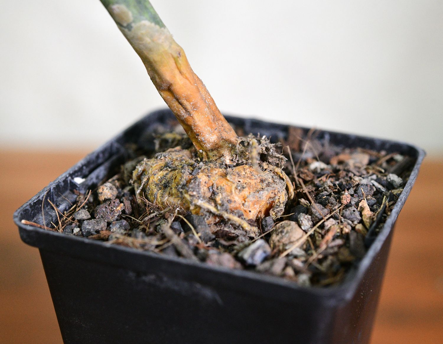 Peniocereus macculatus in nursery pot showing base and thick stem