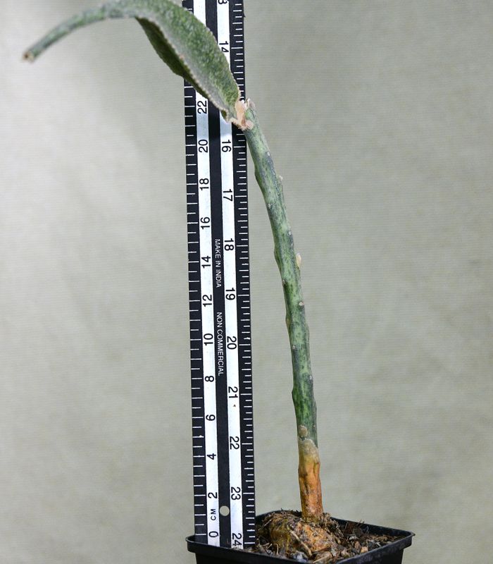 Peniocereus macculatus with ruler for size reference showing height