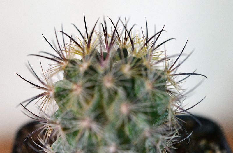 Echinomastus unguispinus