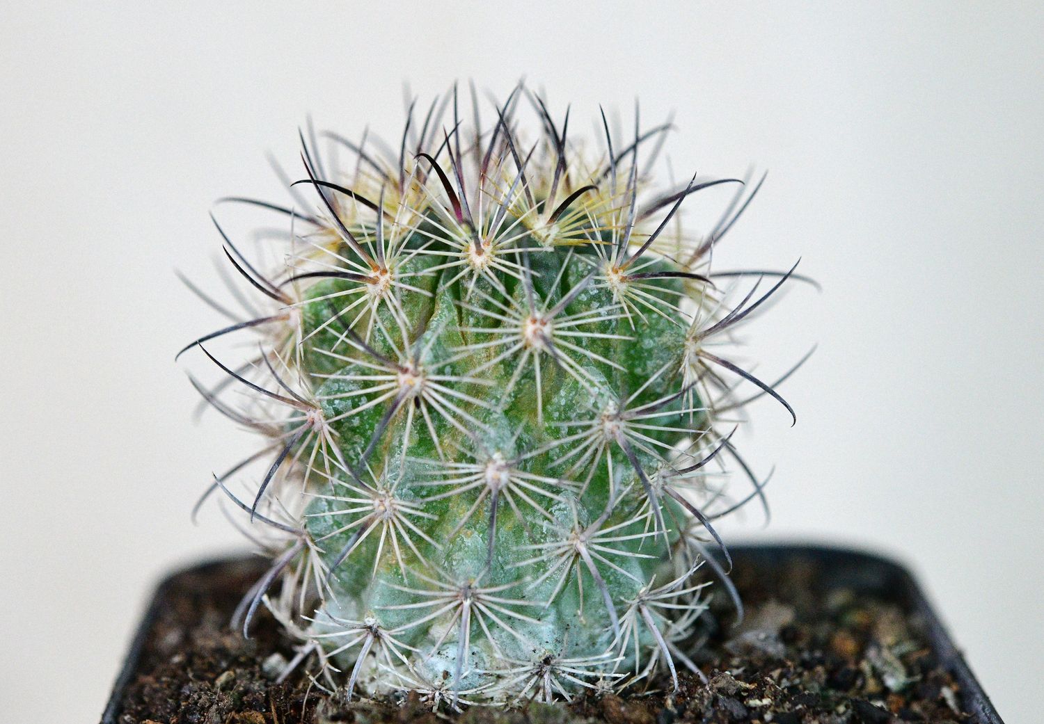 Echinomastus unguispinus top-down view