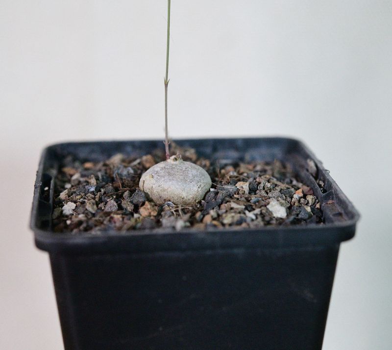 Brachystelma glabriflorum