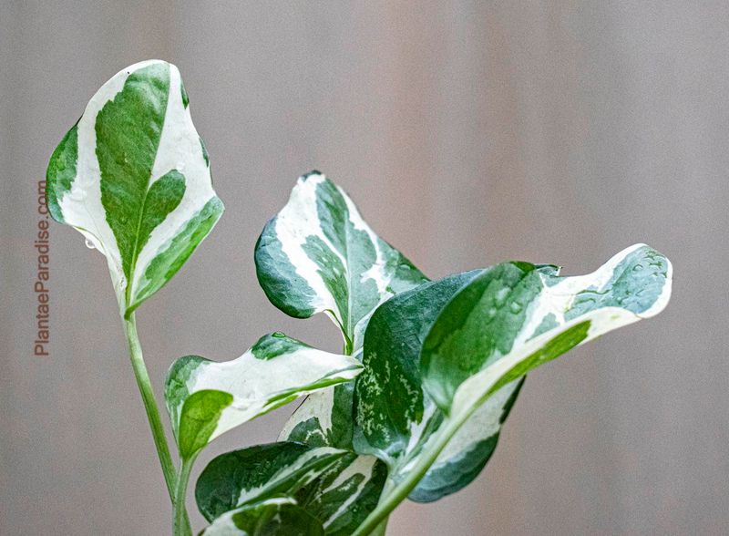 Trailing Epipremnum aureum ‘ N-Joy' | Trailing Pothos N'Joy front view