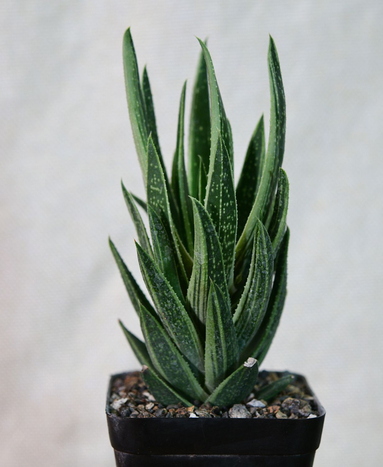 Gasteraloe f variegata Gasteraloe f variegata