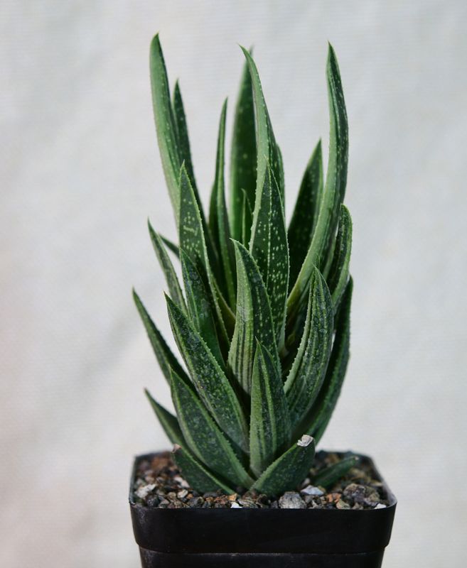 Gasteraloe f variegata Gasteraloe f variegata