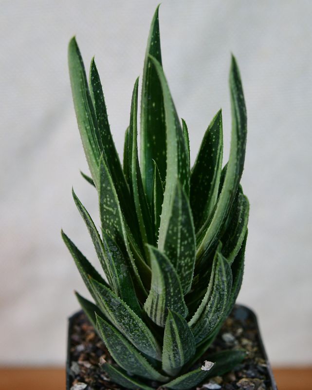 Gasteraloe f variegata
