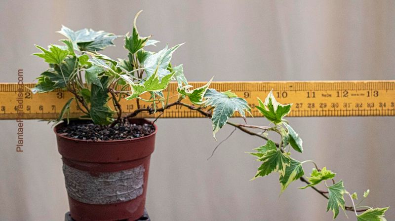 Maple Ivy Plant (Acer cissifolium) with ruler for size reference