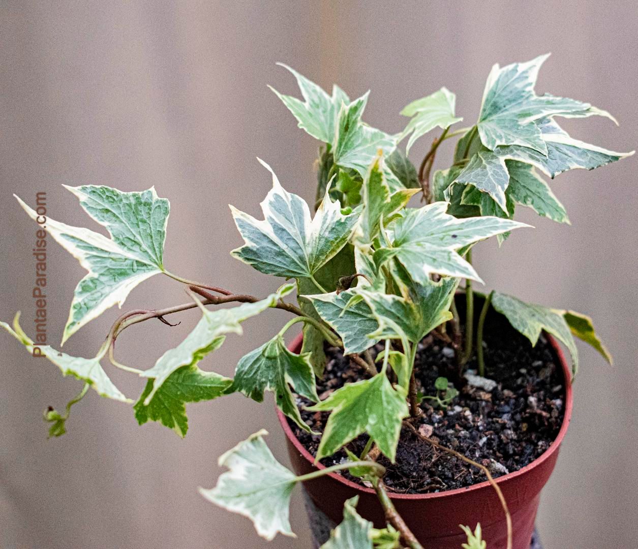 Maple Ivy Plant (Acer cissifolium)