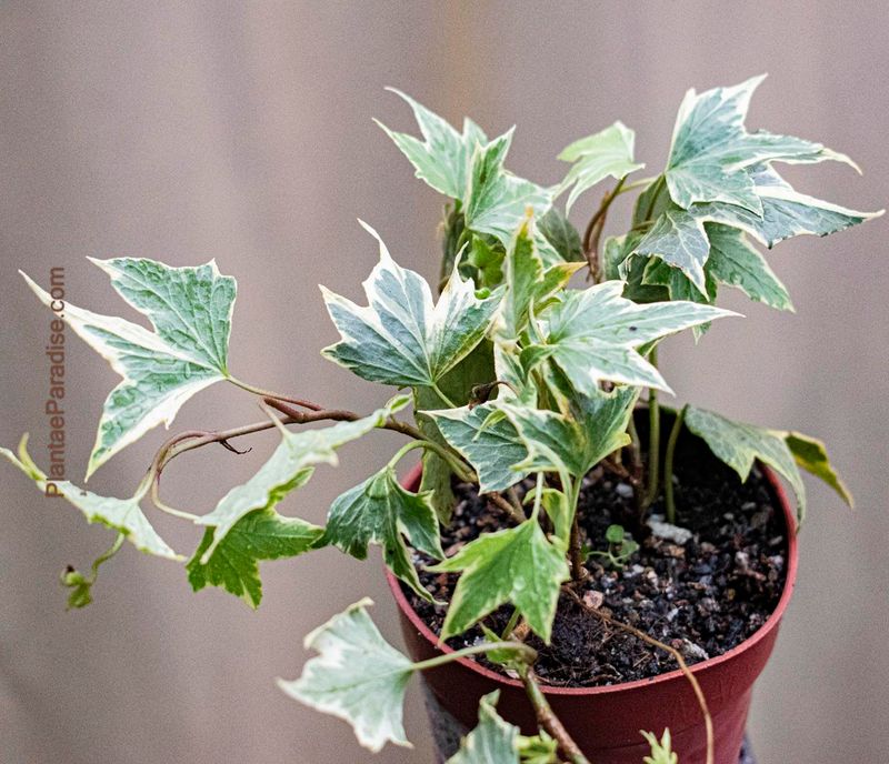 Maple Ivy Plant (Acer cissifolium) Maple Ivy Plant (Acer cissifolium) front view in pot