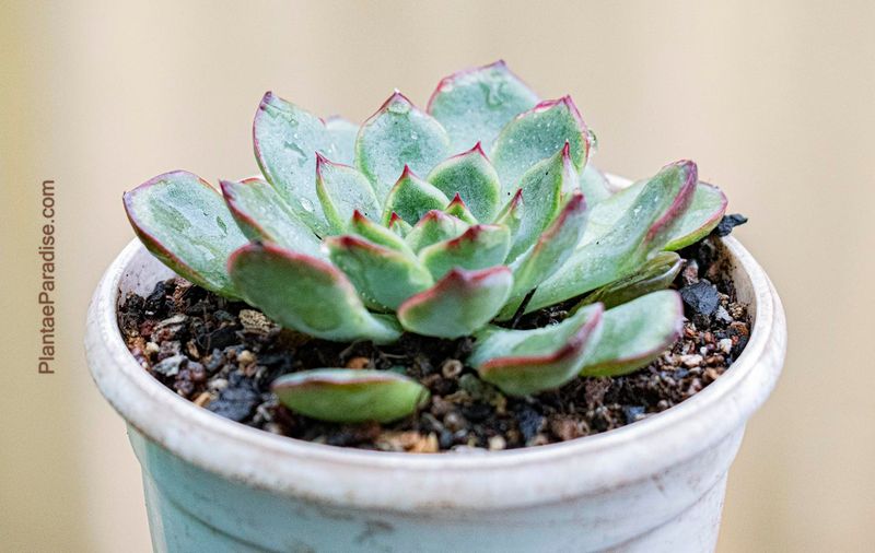 Echeveria pulidonis
