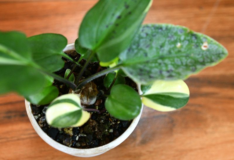 Ledebouria petiolata variegated front-facing angle