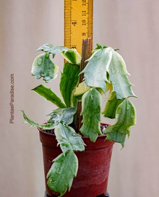 Buy Variegated Christmas Cactus | Zygocactus truncata