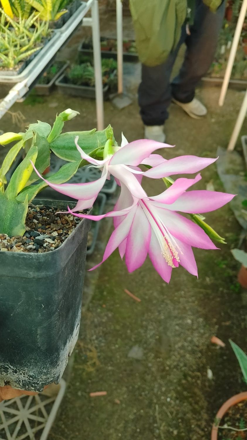 Zygocactus truncata variegated : Christmas Cactus