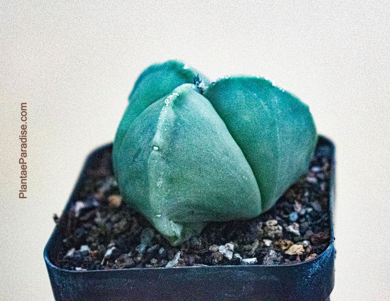Astrophytum myriostigma nudum tricostatum