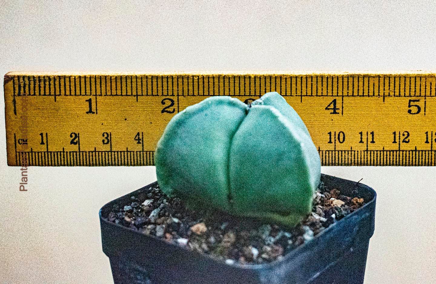 Astrophytum myriostigma nudum tricostatum Astrophytum myriostigma nudum tricostatum