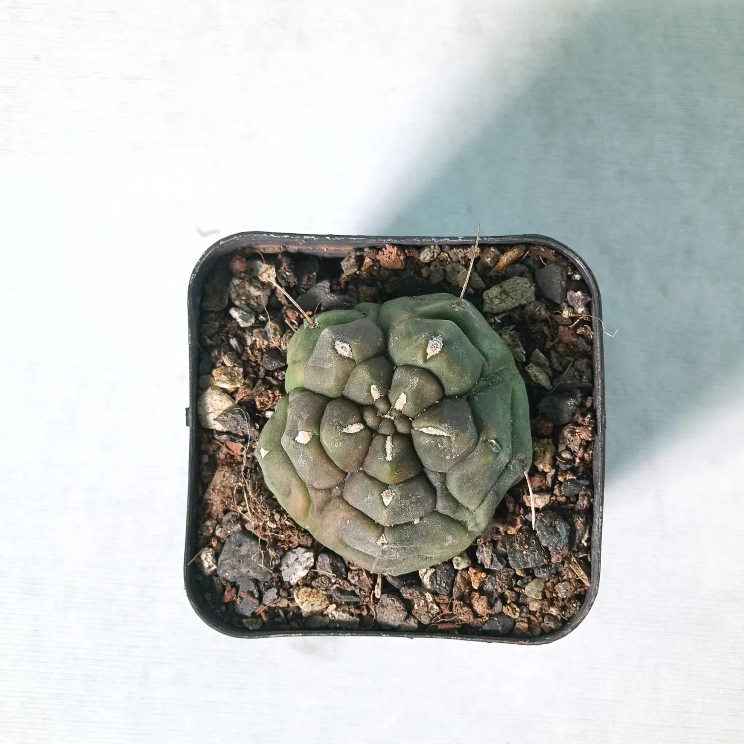 Gymnocalycium  anisitsii  forma mostruosa  Syn Gymnocalycium Kikko