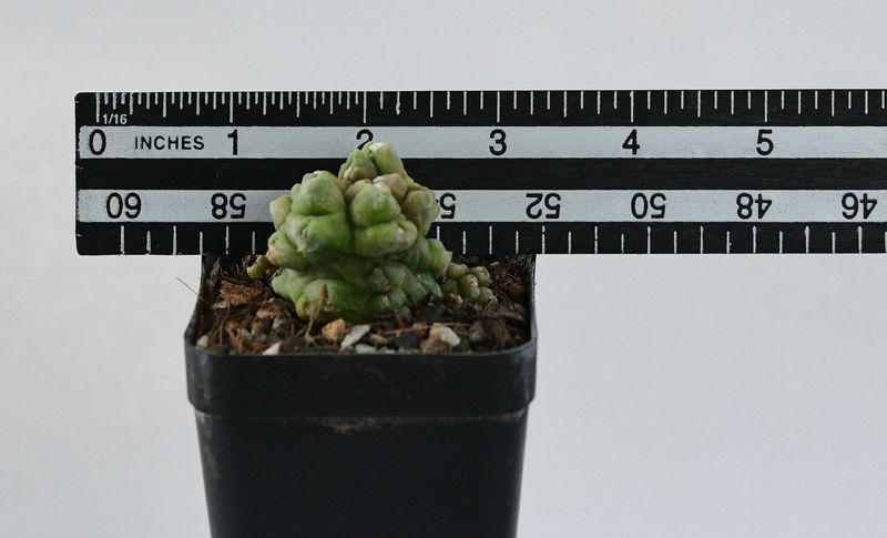 Gymnocalycium  anisitsii  forma mostruosa  Syn Gymnocalycium Kikko