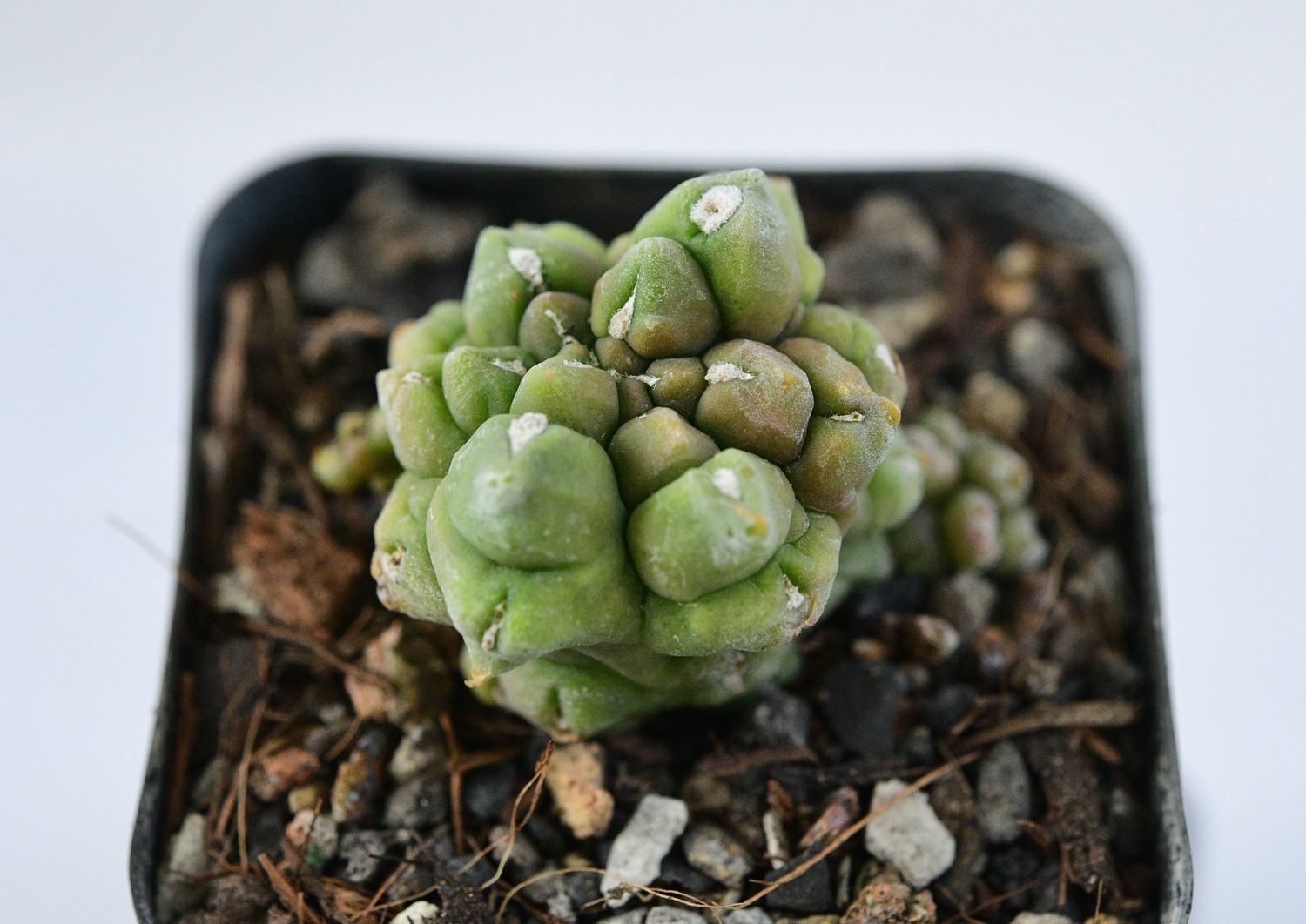 Gymnocalycium anisitsii forma mostruosa Syn Gymnocalycium Kikko Gymnocalycium anisitsii forma mostruosa Syn Gymnocalycium Kikko