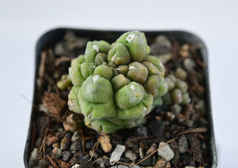 Gymnocalycium  anisitsii  forma mostruosa  Syn Gymnocalycium Kikko