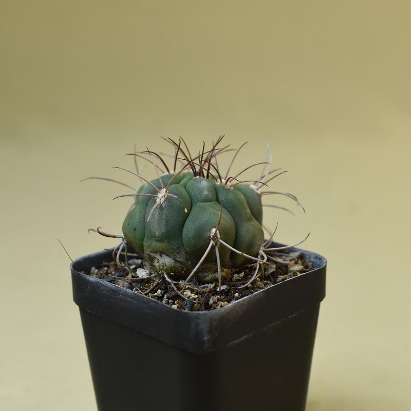 Gymnocalycium saglionis