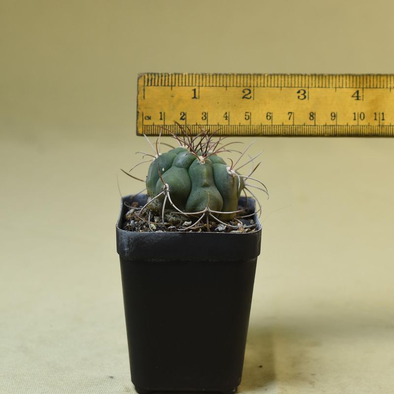 Gymnocalycium saglionis
