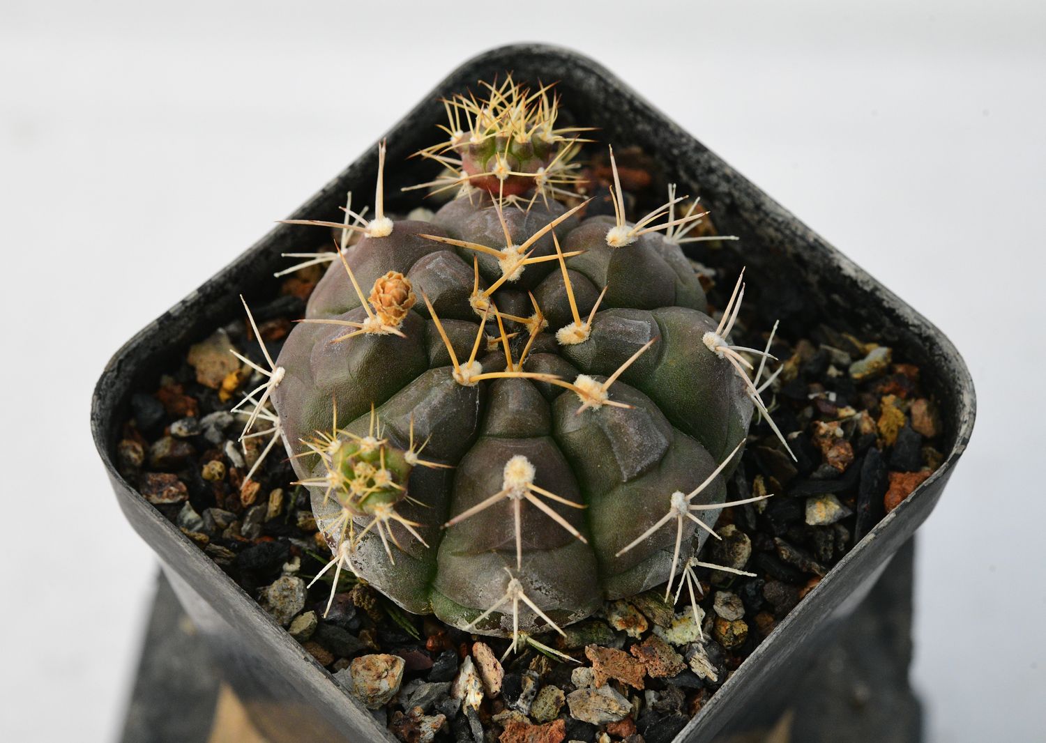 Gymnocalycium mihanovichii var proliferum Gymnocalycium mihanovichii var proliferum