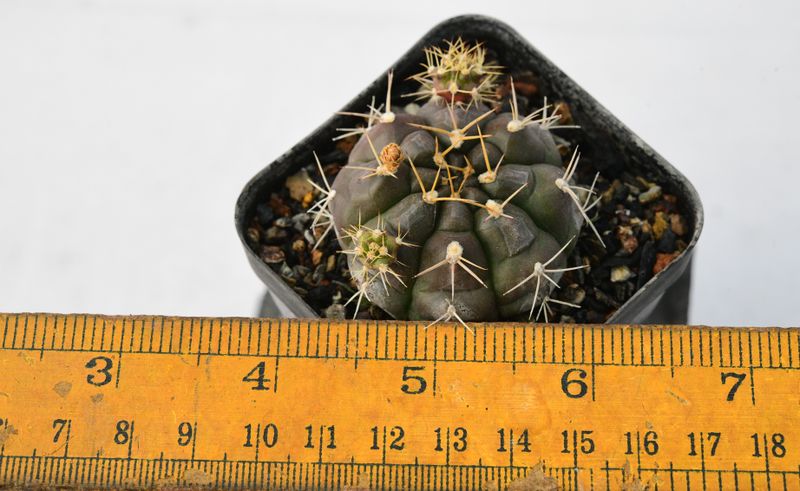 Gymnocalycium mihanovichii var proliferum
