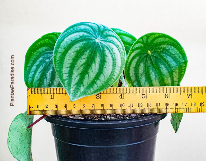 Peperomia argyreia (Watermelon peperomia) with ruler for size reference