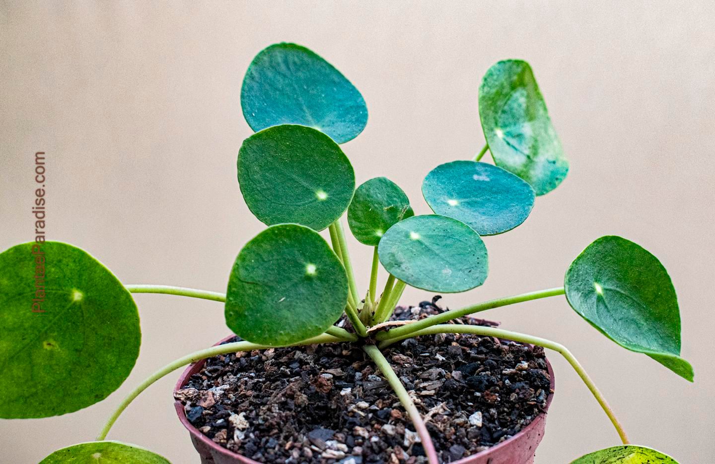Pilea Peperomioides,  Chinese Money Plant