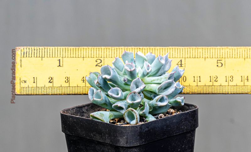 Echeveria Pink Trumpet with ruler for size reference