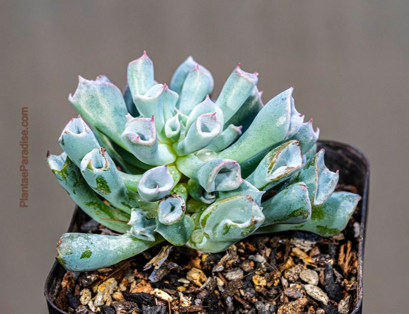Echeveria Pink Trumpet Echeveria Pink Trumpet top-down view