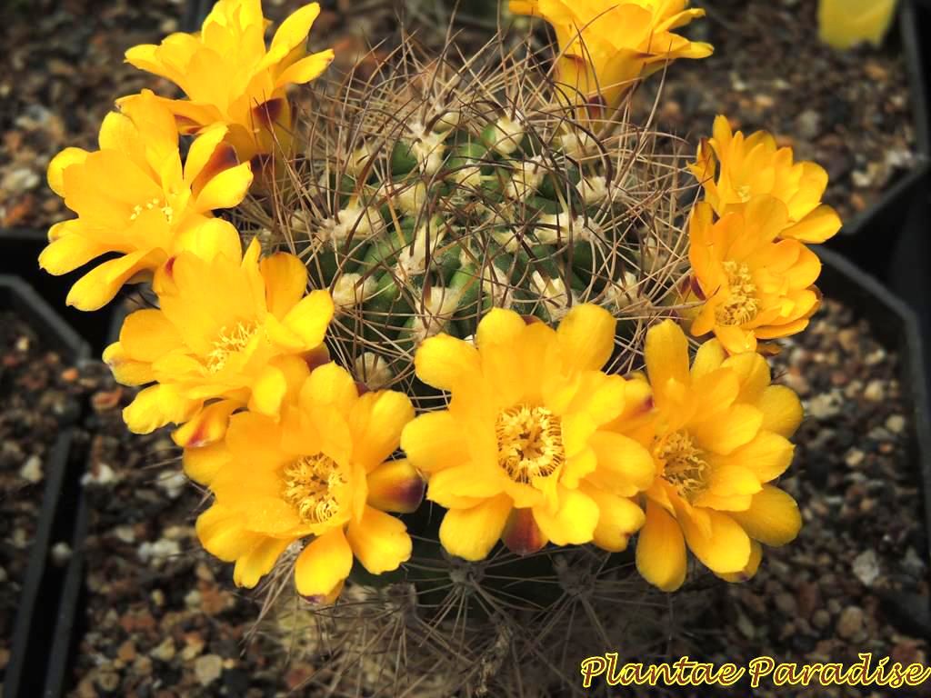 Weingartia lanata (Orange Flr)