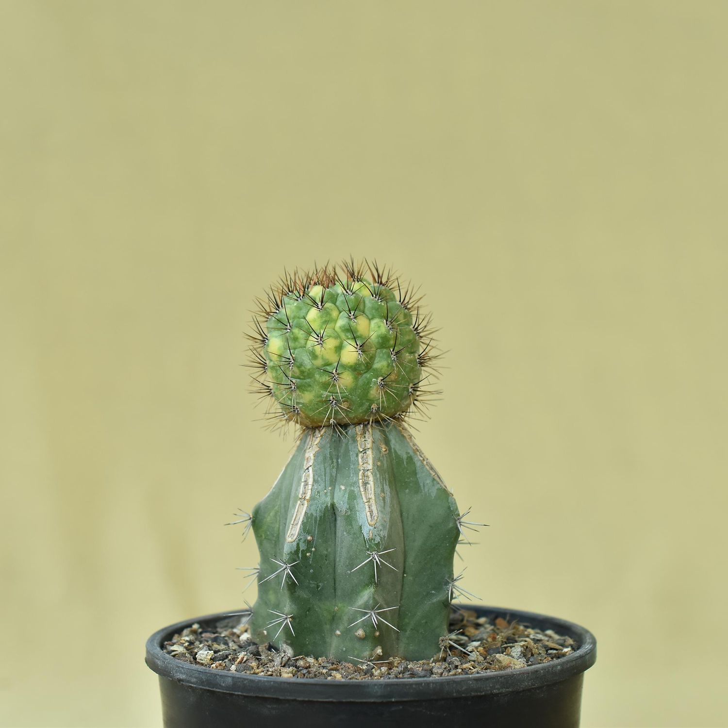 Matucana Aurantiaca Variegated