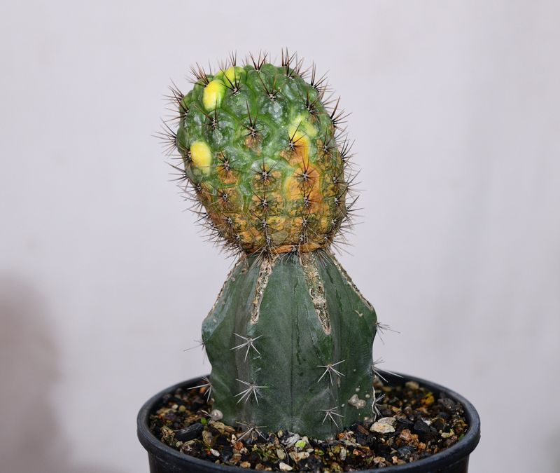 Matucana aurantiaca Variegated front view