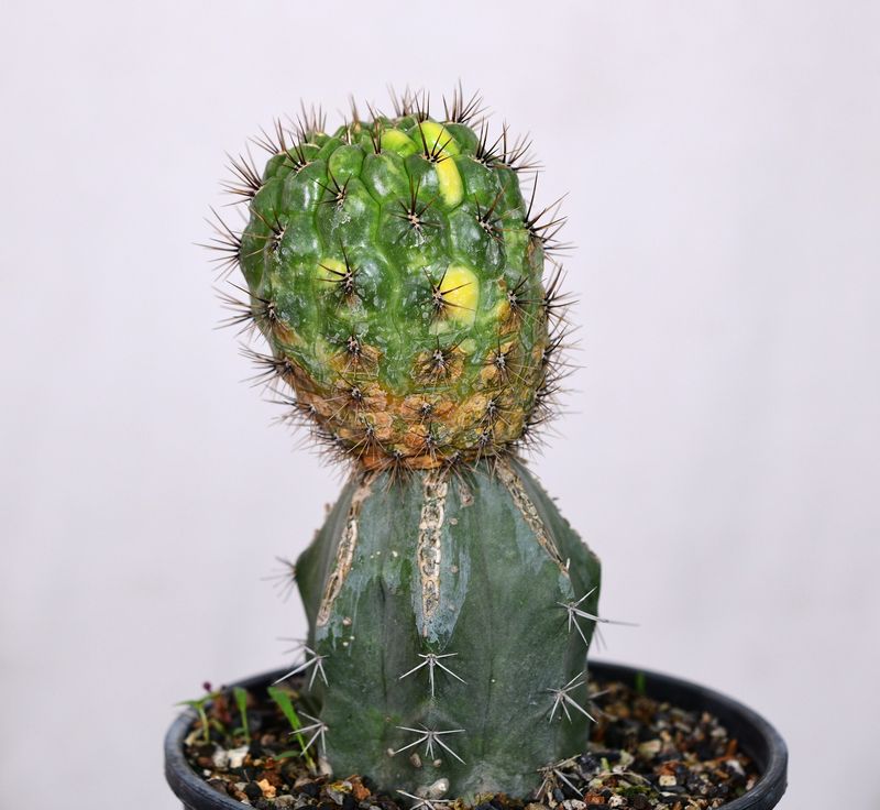 Matucana aurantiaca Variegated front view, different angle