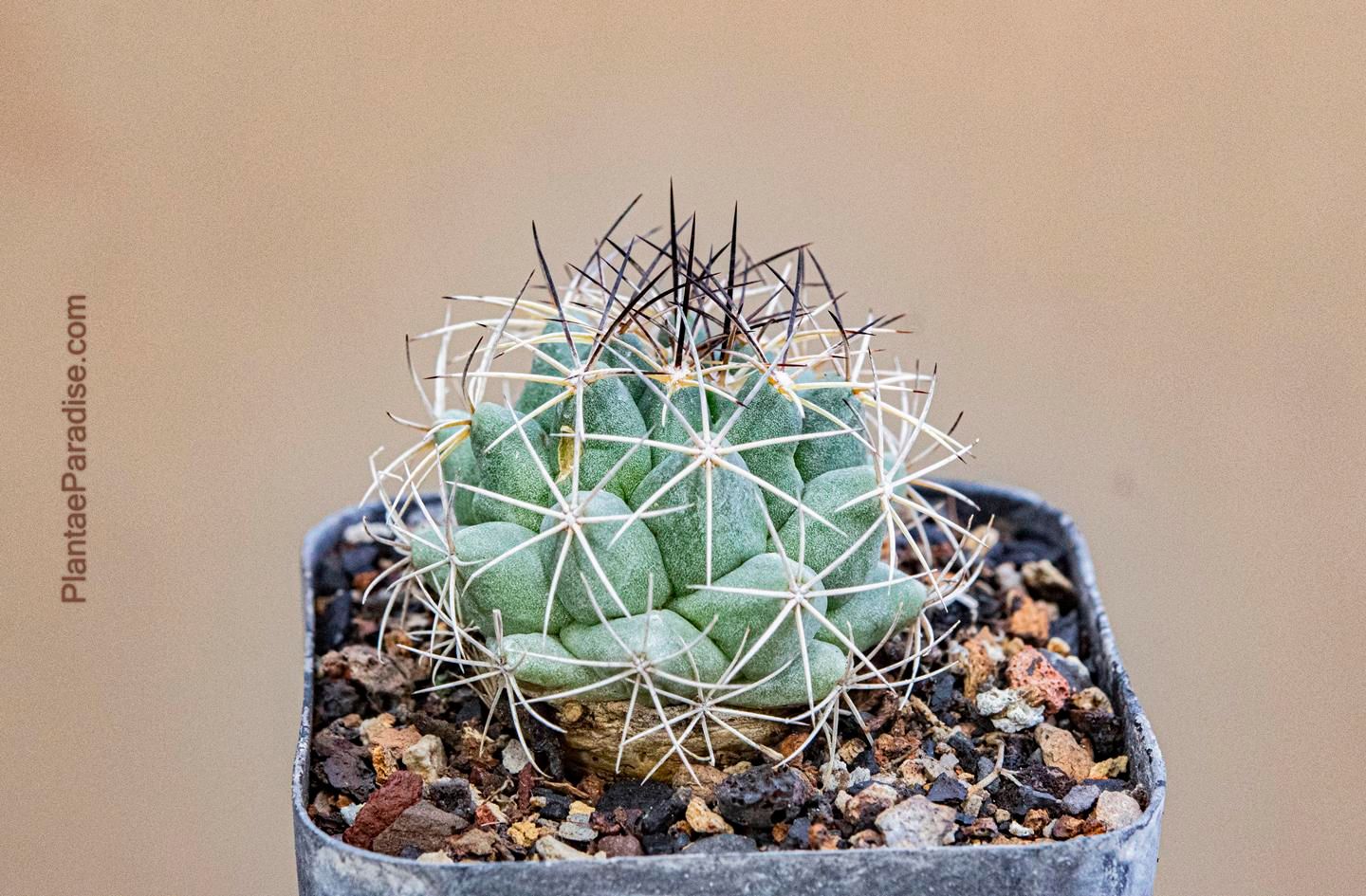 Coryphantha magentae Sierra de la Paila - Top View