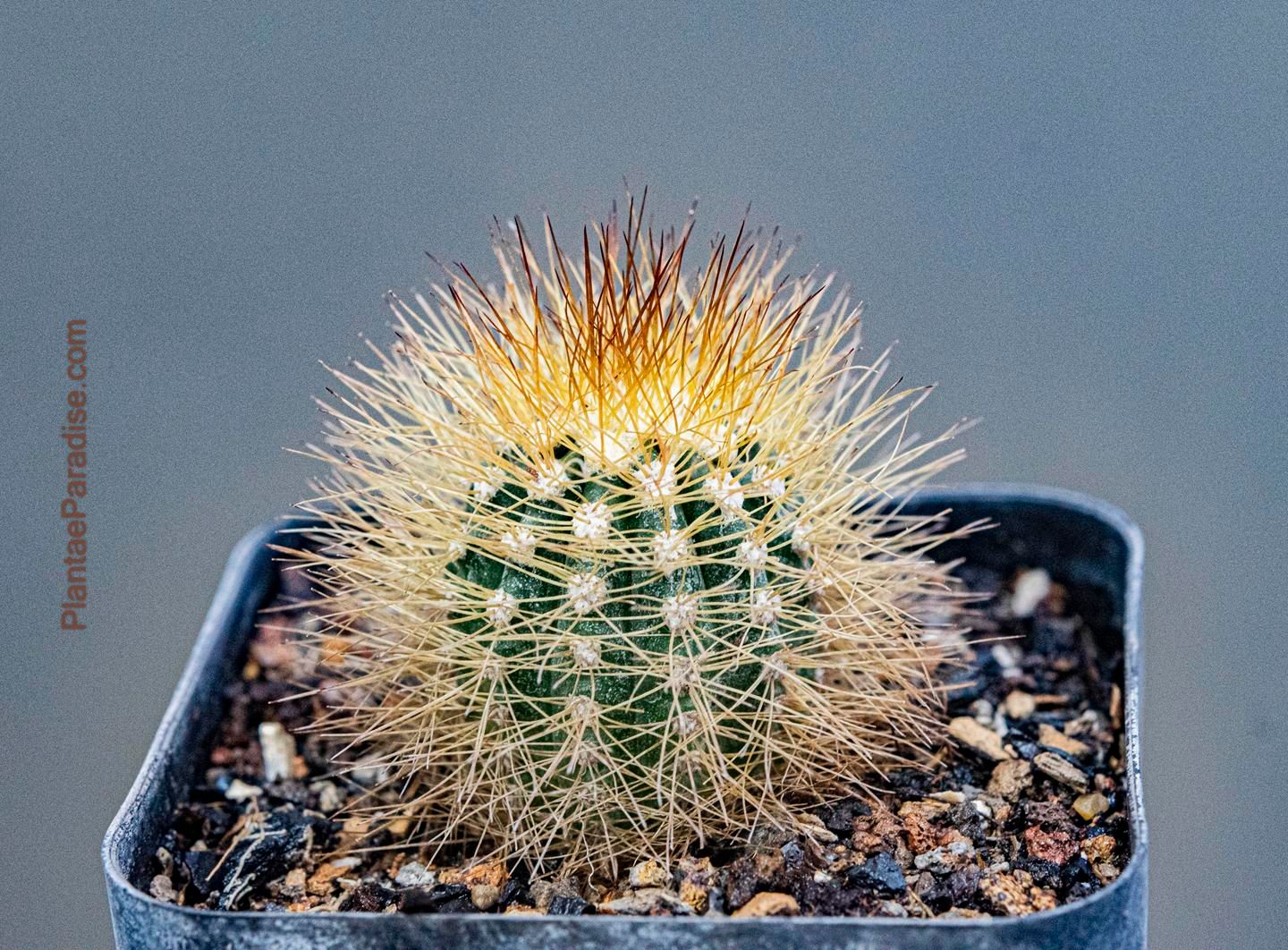 Melocactus perezassoi top-down view