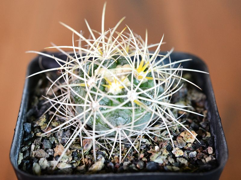Discocactus albispinus