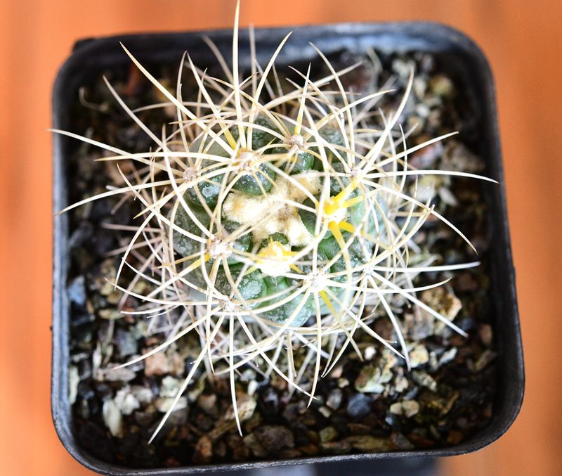 Discocactus albispinus