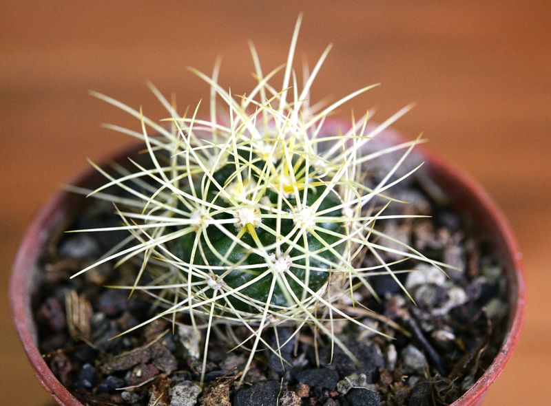 Discocactus albispinus