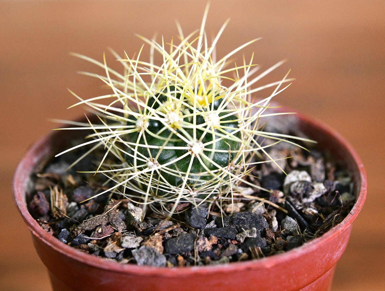 Discocactus albispinus Discocactus albispinus